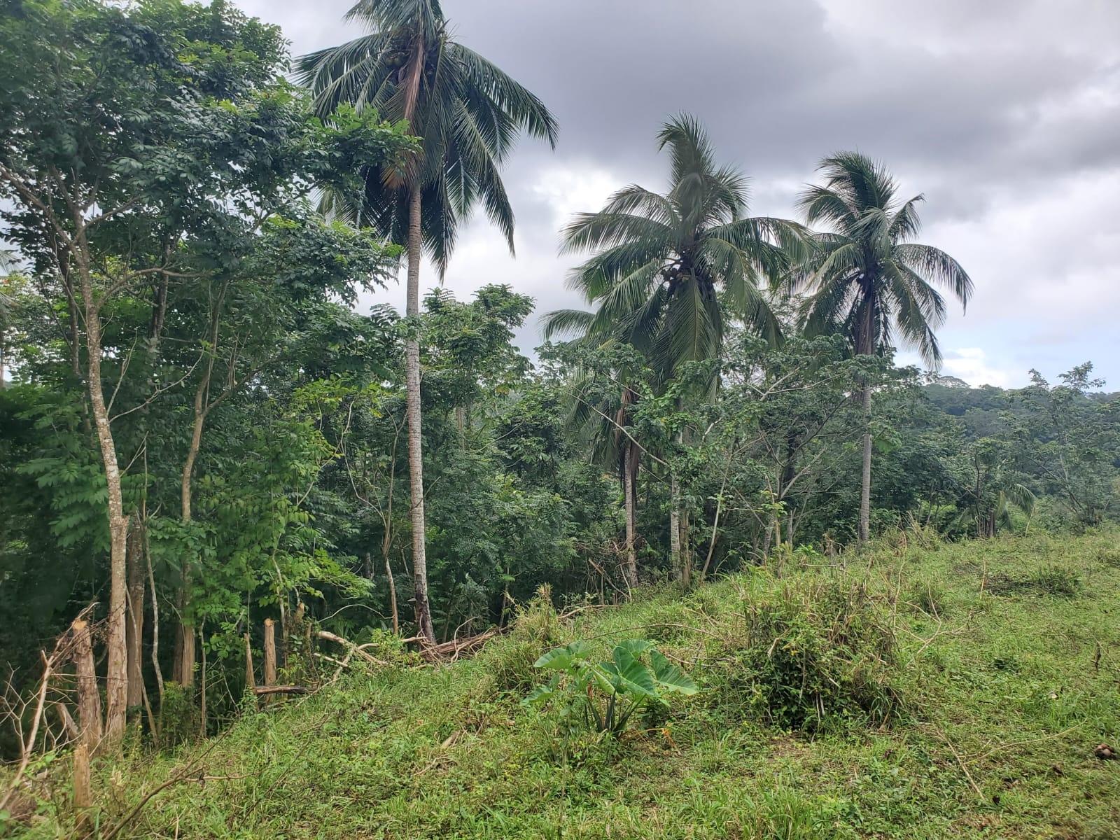 Eighth image of Little Oxford, St. Mary in Free Hill, St. Mary, Jamaica - property is For Sale