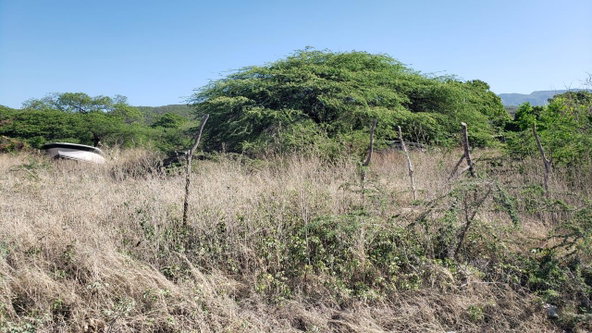 Seventh image of Lot #20 Sandalwood,albion Estate in Bull Bay, St. Thomas, Jamaica - property is For Sale