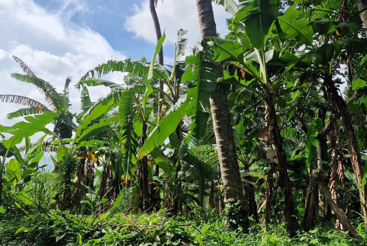 Second image of Shenton Bog Walk in Bog Walk, St. Catherine, Jamaica - property is For Sale