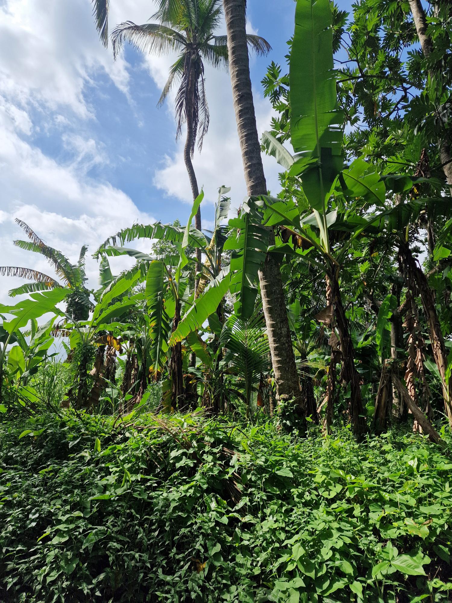 1-Acre-Farm-for-Sale-in-Bog-Walk-St.-Catherine-Ideal-Investment-Opportunity Second image of Shenton Bog Walk in Bog Walk, St. Catherine, Jamaica - property is For Sale