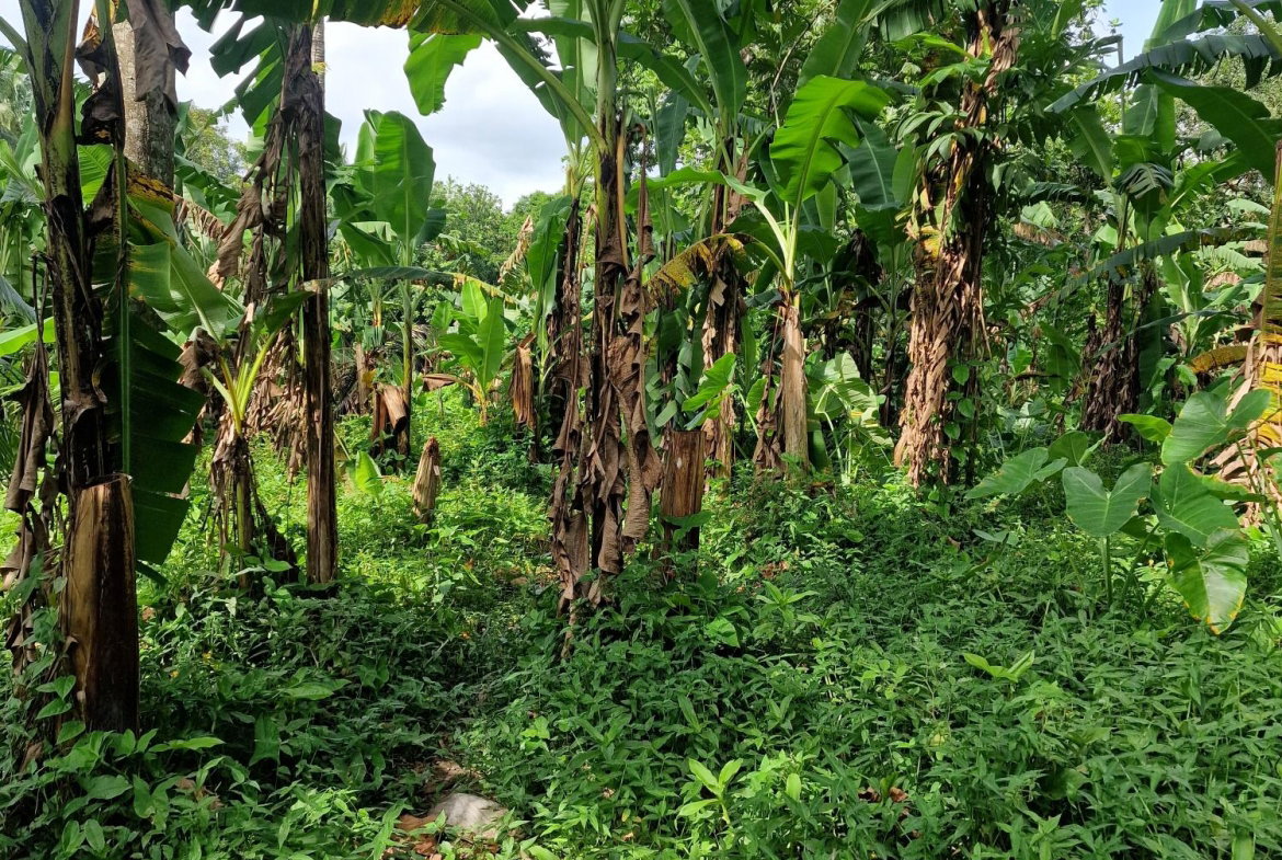 First image of Shenton Bog Walk in Bog Walk, St. Catherine, Jamaica - property is For Sale