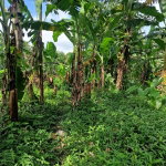 First image of Shenton Bog Walk in Bog Walk, St. Catherine, Jamaica - property is For Sale