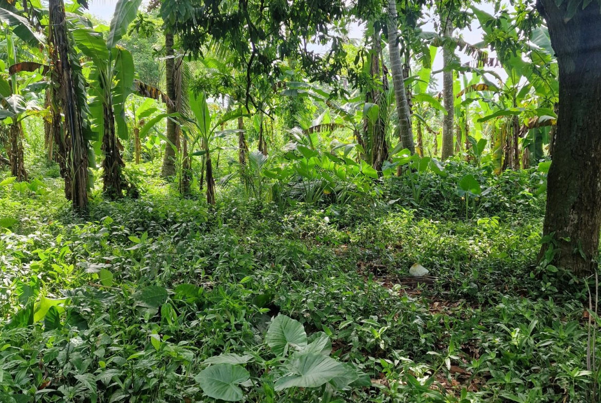 Third image of Shenton Bog Walk in Bog Walk, St. Catherine, Jamaica - property is For Sale