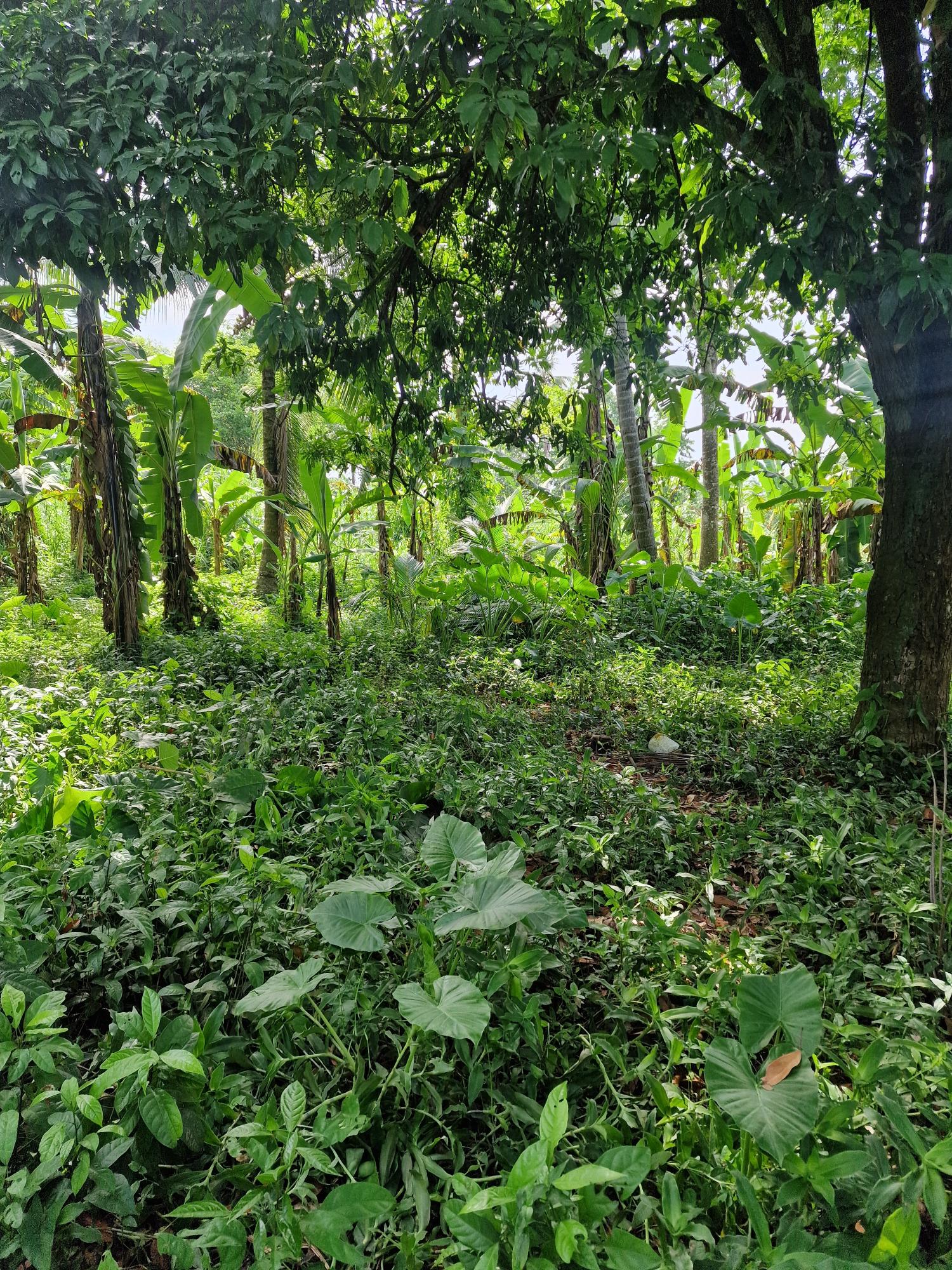 1-Acre-Farm-for-Sale-in-Bog-Walk-St.-Catherine-Ideal-Investment-Opportunity Third image of Shenton Bog Walk in Bog Walk, St. Catherine, Jamaica - property is For Sale