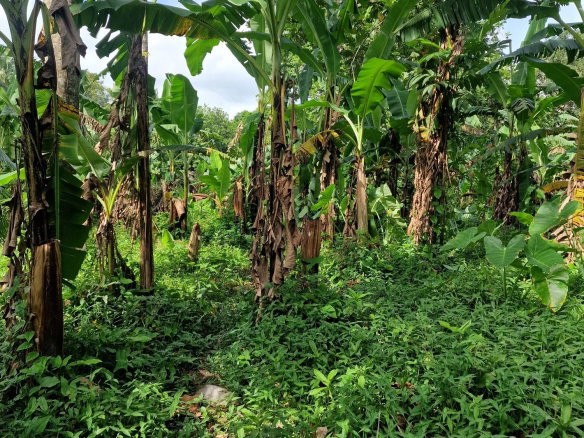 First image of Shenton Bog Walk in Bog Walk, St. Catherine, Jamaica - property is For Sale