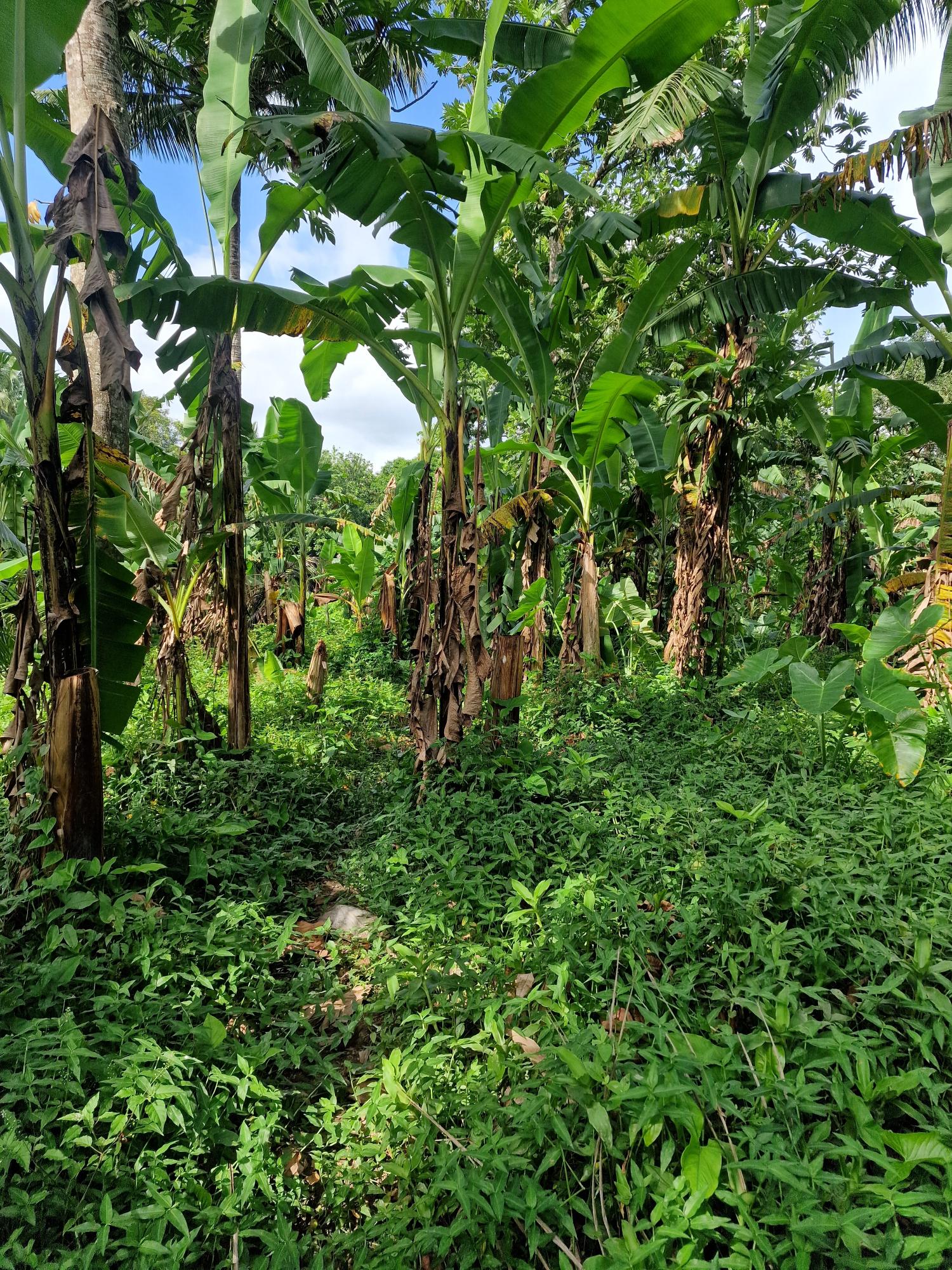 1-Acre-Farm-for-Sale-in-Bog-Walk-St.-Catherine-Ideal-Investment-Opportunity First image of Shenton Bog Walk in Bog Walk, St. Catherine, Jamaica - property is For Sale