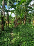 First image of Shenton Bog Walk in Bog Walk, St. Catherine, Jamaica - property is For Sale