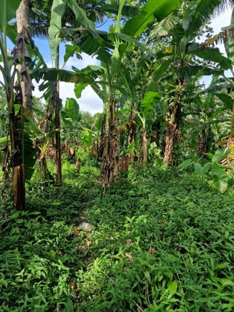 First image of Shenton Bog Walk in Bog Walk, St. Catherine, Jamaica - property is For Sale