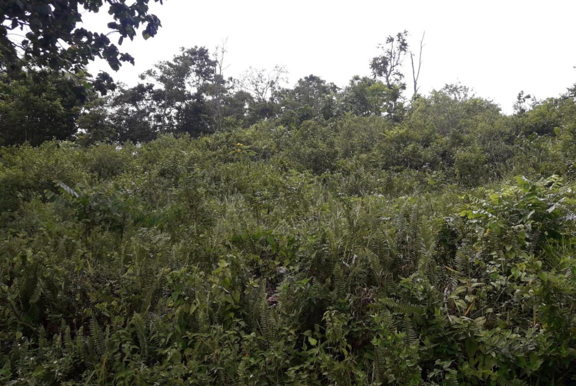 Second image of Harmony Hall in Claremont, St. Ann, Jamaica - property is For Sale