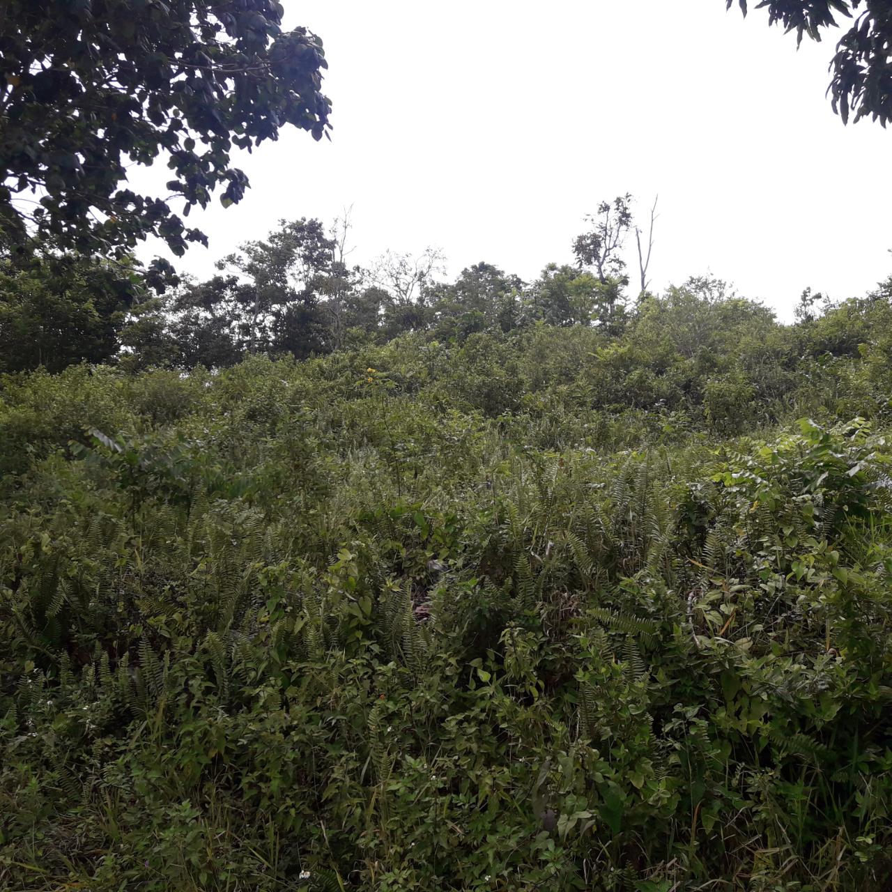 Second image of Harmony Hall in Claremont, St. Ann, Jamaica - property is For Sale