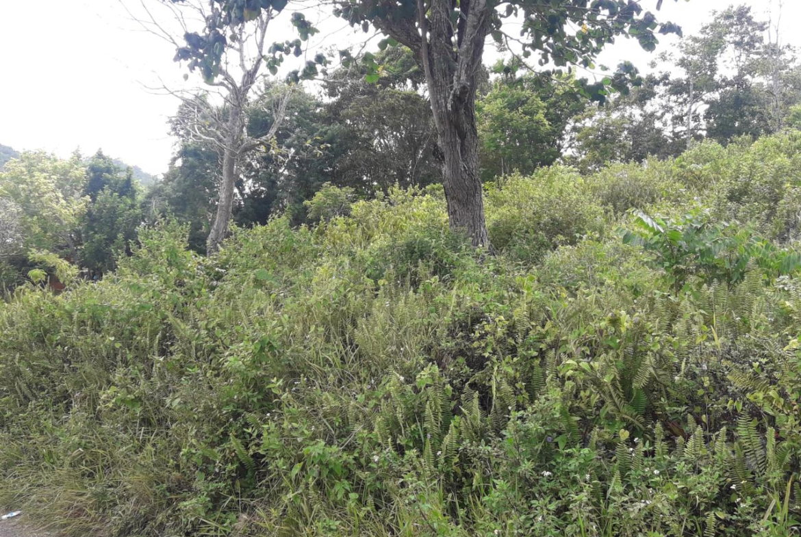First image of Harmony Hall in Claremont, St. Ann, Jamaica - property is For Sale