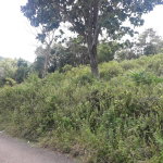 First image of Harmony Hall in Claremont, St. Ann, Jamaica - property is For Sale