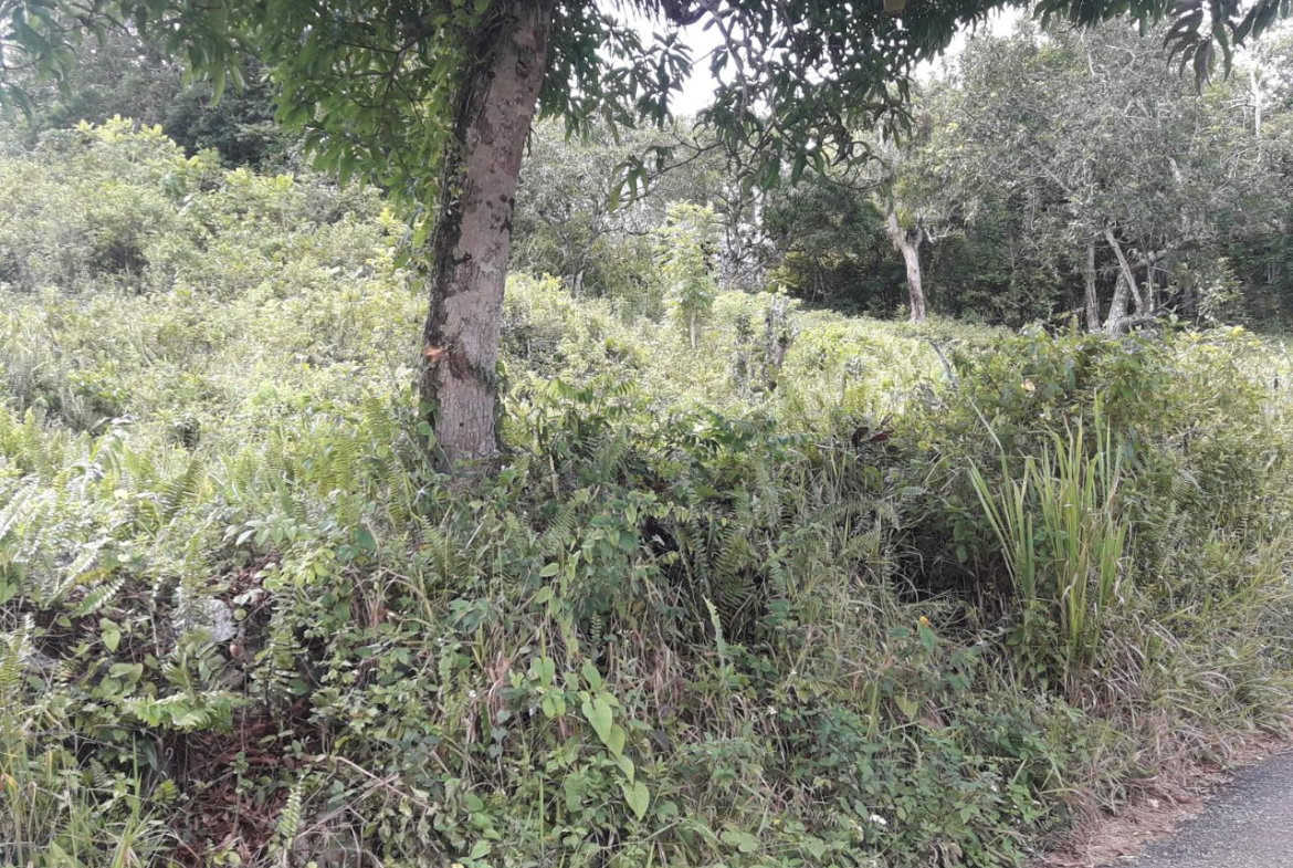 Third image of Harmony Hall in Claremont, St. Ann, Jamaica - property is For Sale