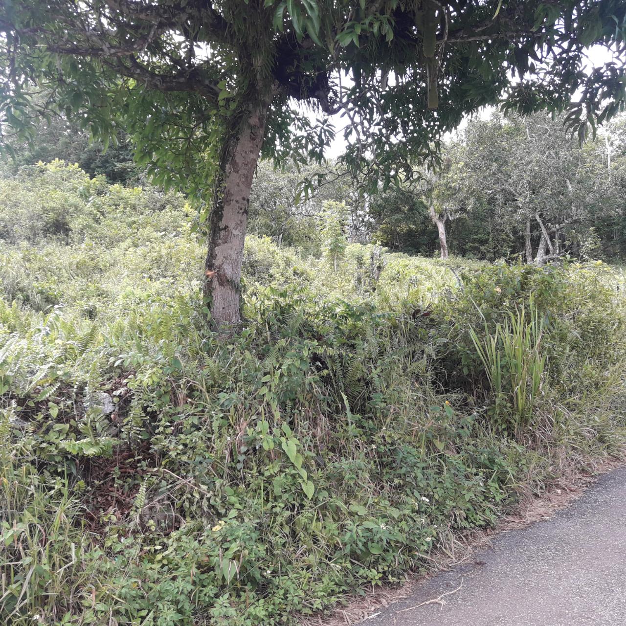 Third image of Harmony Hall in Claremont, St. Ann, Jamaica - property is For Sale