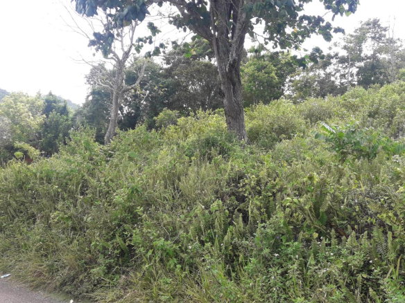 First image of Harmony Hall in Claremont, St. Ann, Jamaica - property is For Sale