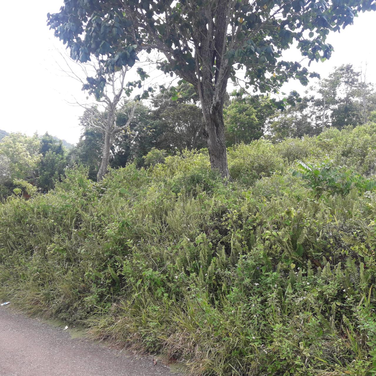 First image of Harmony Hall in Claremont, St. Ann, Jamaica - property is For Sale