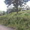 First image of Harmony Hall in Claremont, St. Ann, Jamaica - property is For Sale