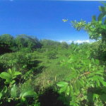 First image of 1-arcadia Duncans, Trelawny in Arcadia Pen, Trelawny, Jamaica - property is For Sale