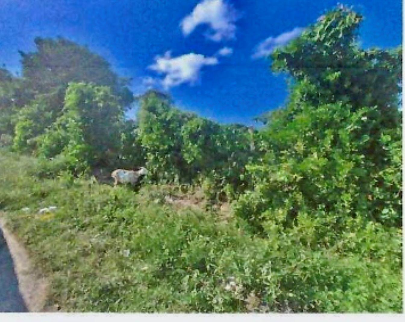 Third image of 1-arcadia Duncans, Trelawny in Arcadia Pen, Trelawny, Jamaica - property is For Sale