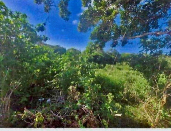 Fourth image of 1-arcadia Duncans, Trelawny in Arcadia Pen, Trelawny, Jamaica - property is For Sale