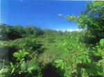 First image of 1-arcadia Duncans, Trelawny in Arcadia Pen, Trelawny, Jamaica - property is For Sale