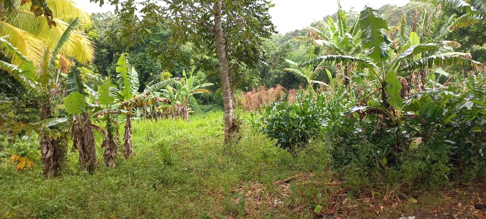 Twelfth image of Waterford, Guys Hill in GUYS HILL, St. Catherine, Jamaica - property is For Sale