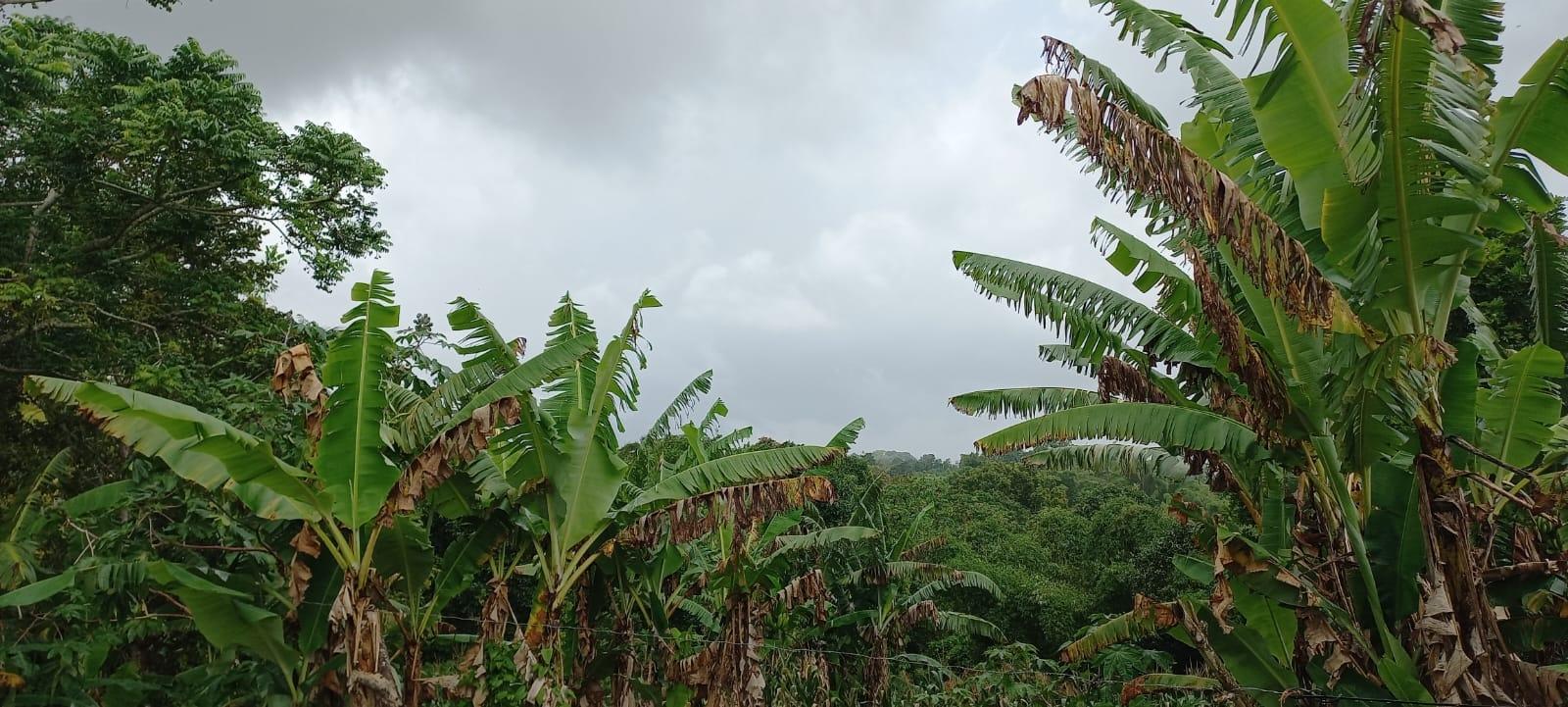 Sixth image of Waterford, Guys Hill in GUYS HILL, St. Catherine, Jamaica - property is For Sale
