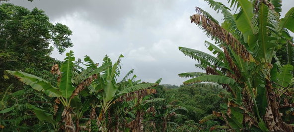 Sixth image of Waterford, Guys Hill in GUYS HILL, St. Catherine, Jamaica - property is For Sale
