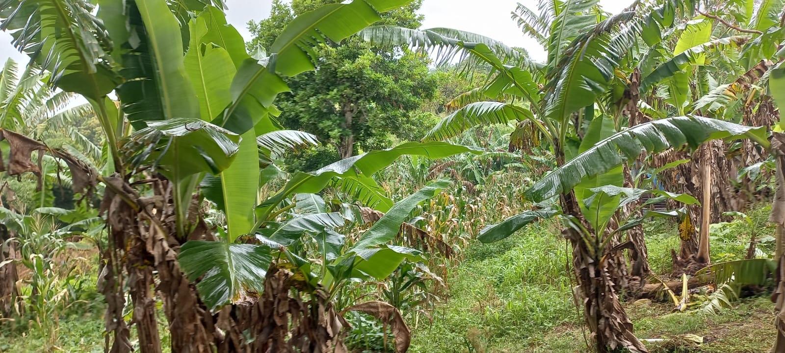 Ninth image of Waterford, Guys Hill in GUYS HILL, St. Catherine, Jamaica - property is For Sale