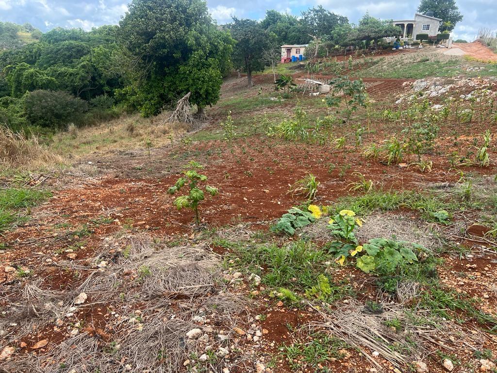 Fourth image of Cross Key in Cocoa Walk, Manchester, Jamaica - property is For Sale