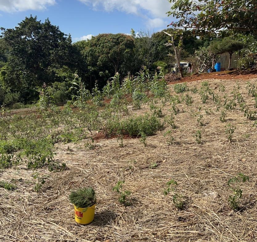 Sixth image of Cross Key in Cocoa Walk, Manchester, Jamaica - property is For Sale