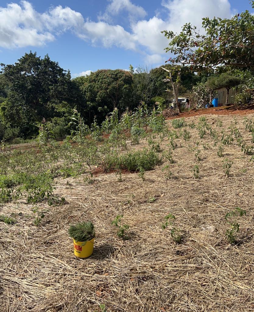 1.3-Acre-Residential-Lot-for-Sale-in-Cross-Key-Jamaica Sixth image of Cross Key in Cocoa Walk, Manchester, Jamaica - property is For Sale