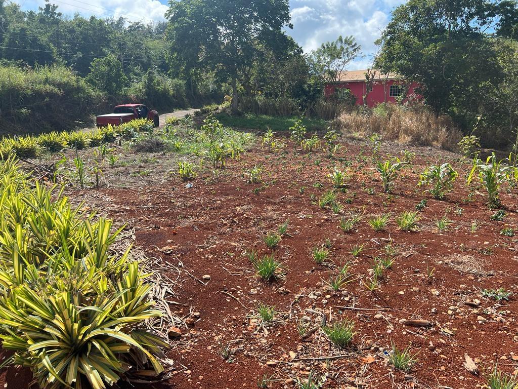 Seventh image of Cross Key in Cocoa Walk, Manchester, Jamaica - property is For Sale