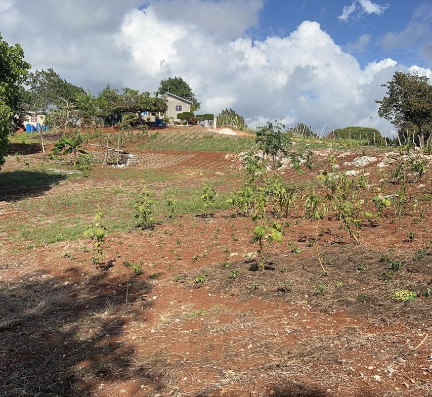 Ninth image of Cross Key in Cocoa Walk, Manchester, Jamaica - property is For Sale