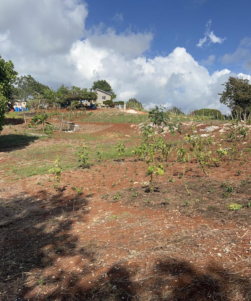 1.3-Acre-Residential-Lot-for-Sale-in-Cross-Key-Jamaica Ninth image of Cross Key in Cocoa Walk, Manchester, Jamaica - property is For Sale