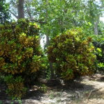 First image of Prosper, st Elizabeth in Prosper, St. Elizabeth, Jamaica - property is For Sale