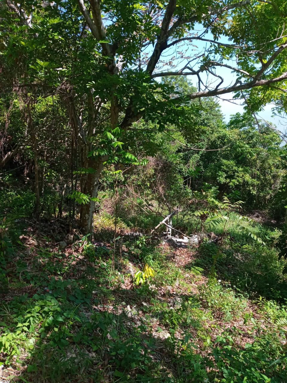 Third image of Prosper, st Elizabeth in Prosper, St. Elizabeth, Jamaica - property is For Sale