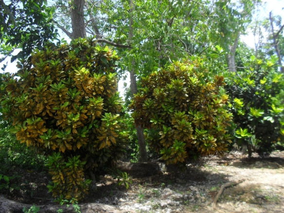 First image of Prosper, st Elizabeth in Prosper, St. Elizabeth, Jamaica - property is For Sale