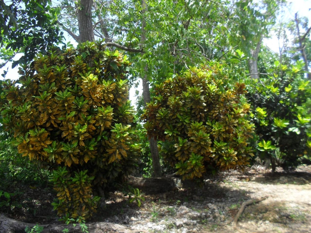 First image of Prosper, st Elizabeth in Prosper, St. Elizabeth, Jamaica - property is For Sale
