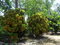 First image of Prosper, st Elizabeth in Prosper, St. Elizabeth, Jamaica - property is For Sale