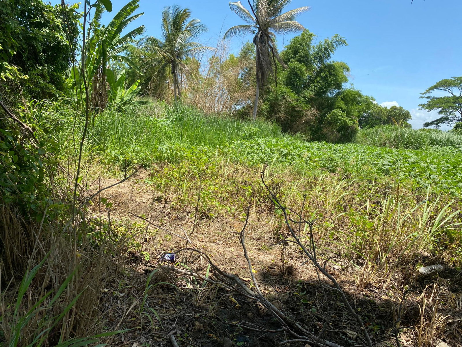 Eleventh image of Part of Bushy Park, St. c in Bushy Park, St. Catherine, Jamaica - property is For Sale
