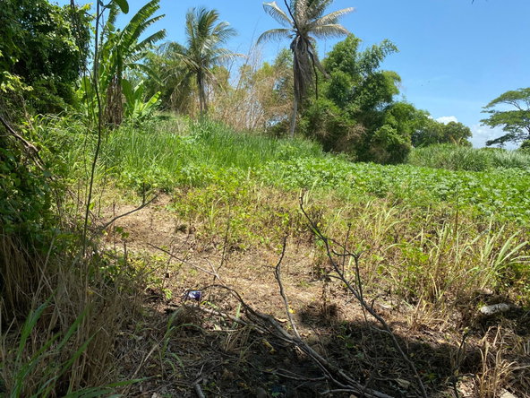 Eleventh image of Part of Bushy Park, St. c in Bushy Park, St. Catherine, Jamaica - property is For Sale