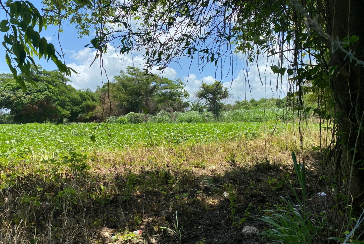 Twelfth image of Part of Bushy Park, St. c in Bushy Park, St. Catherine, Jamaica - property is For Sale