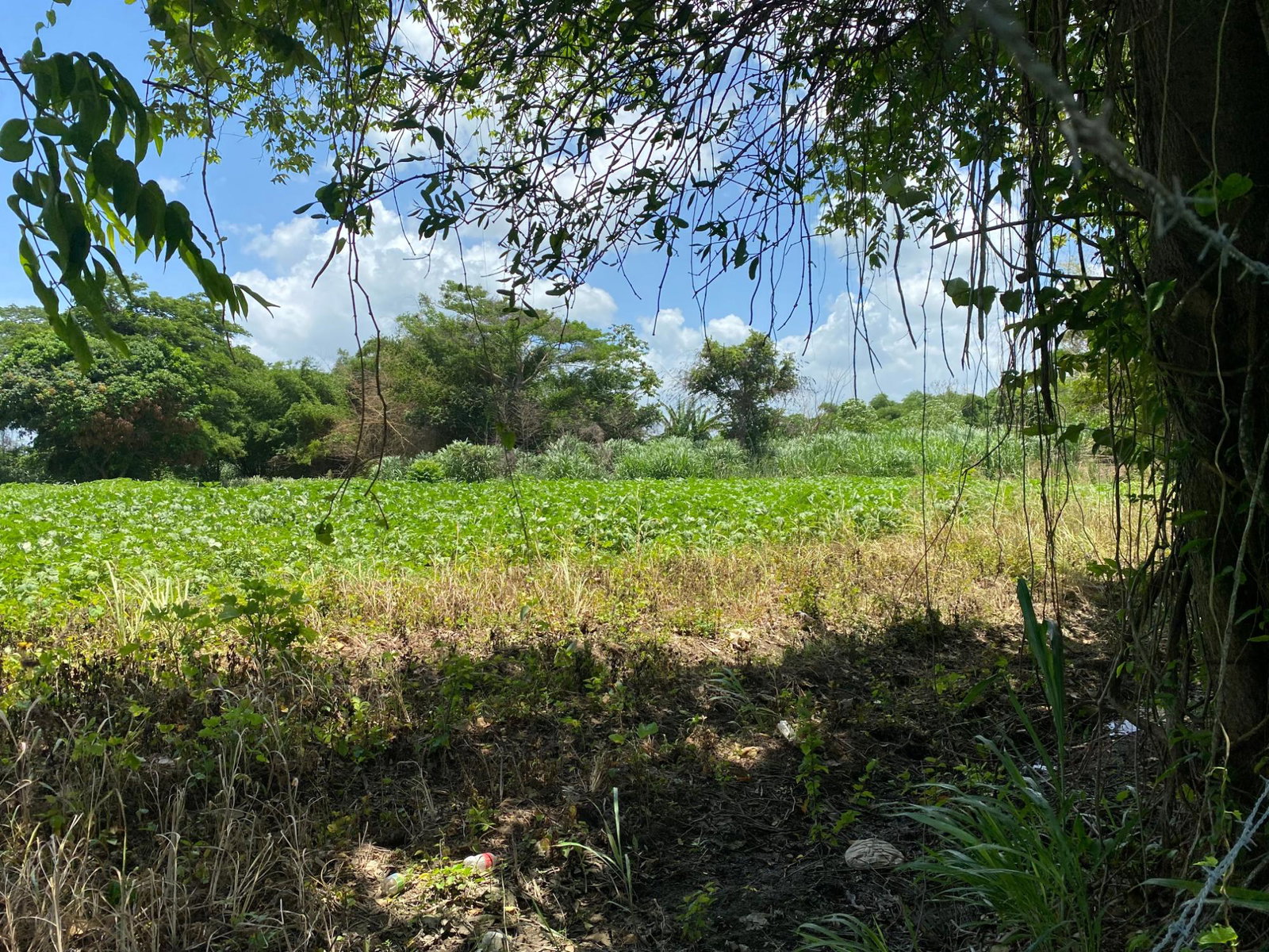 Twelfth image of Part of Bushy Park, St. c in Bushy Park, St. Catherine, Jamaica - property is For Sale