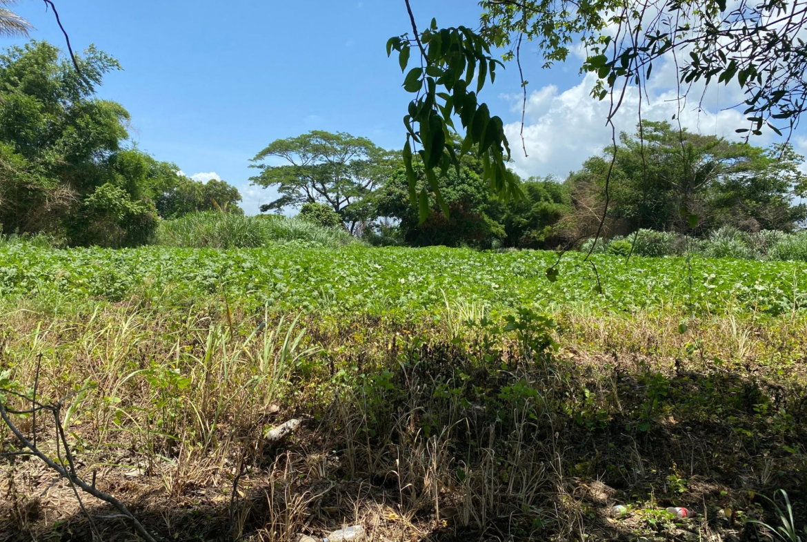 Thirteenth image of Part of Bushy Park, St. c in Bushy Park, St. Catherine, Jamaica - property is For Sale