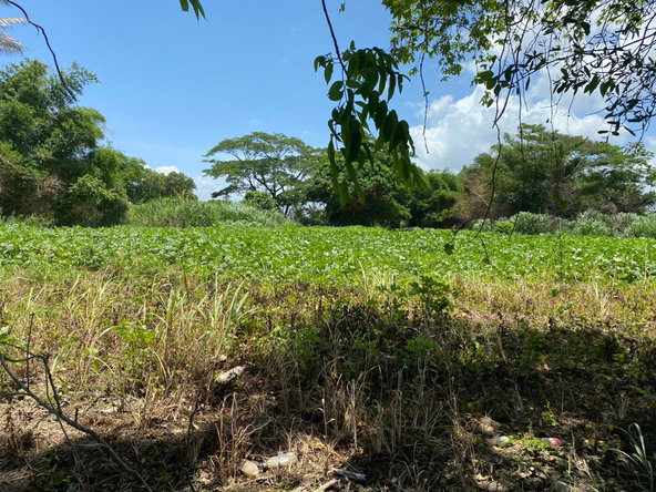 Thirteenth image of Part of Bushy Park, St. c in Bushy Park, St. Catherine, Jamaica - property is For Sale