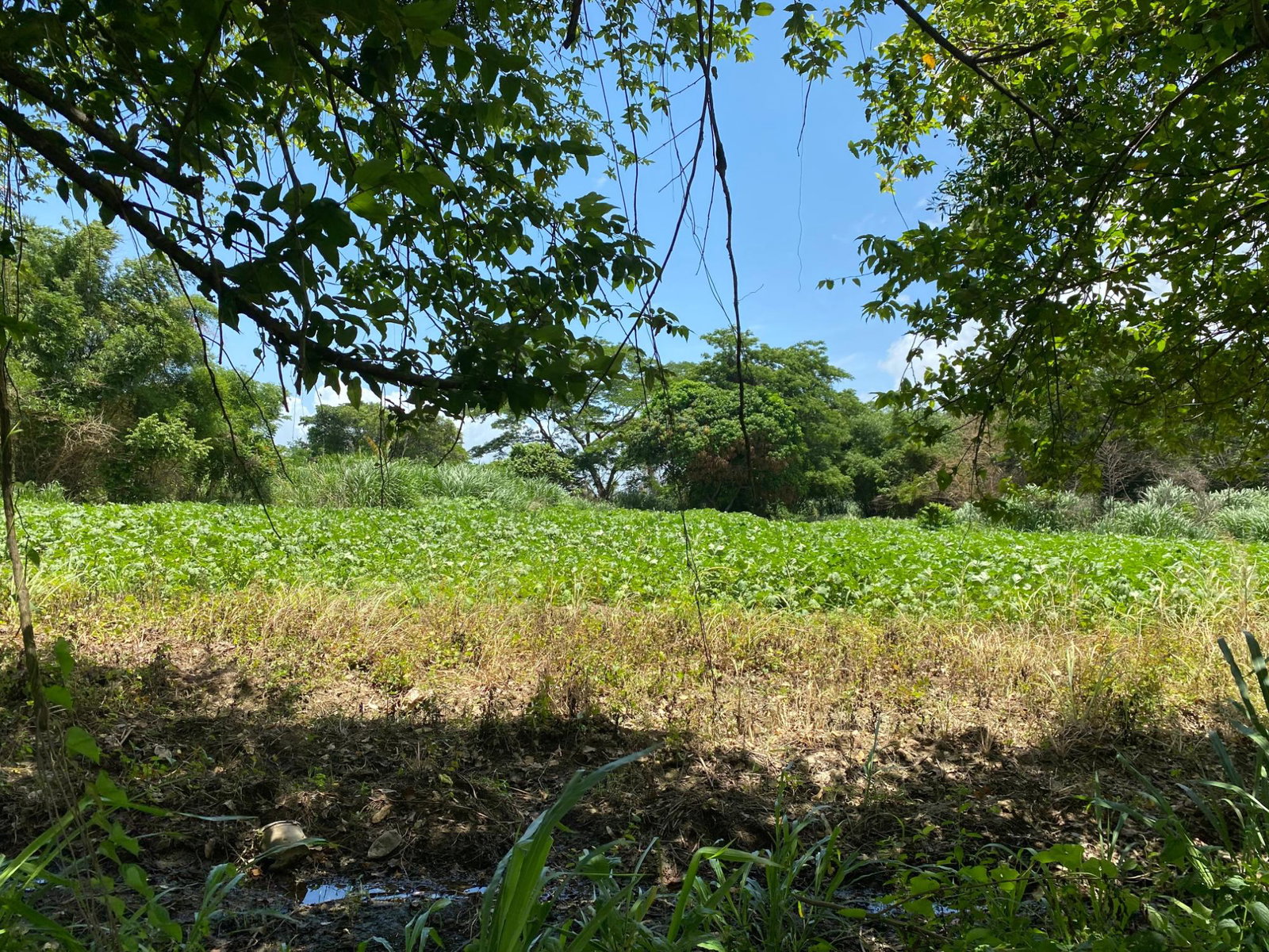 Third image of Part of Bushy Park, St. c in Bushy Park, St. Catherine, Jamaica - property is For Sale