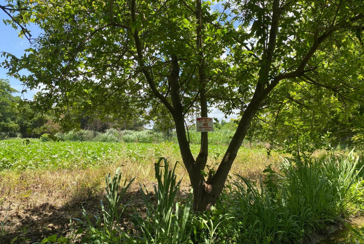 Fourth image of Part of Bushy Park, St. c in Bushy Park, St. Catherine, Jamaica - property is For Sale