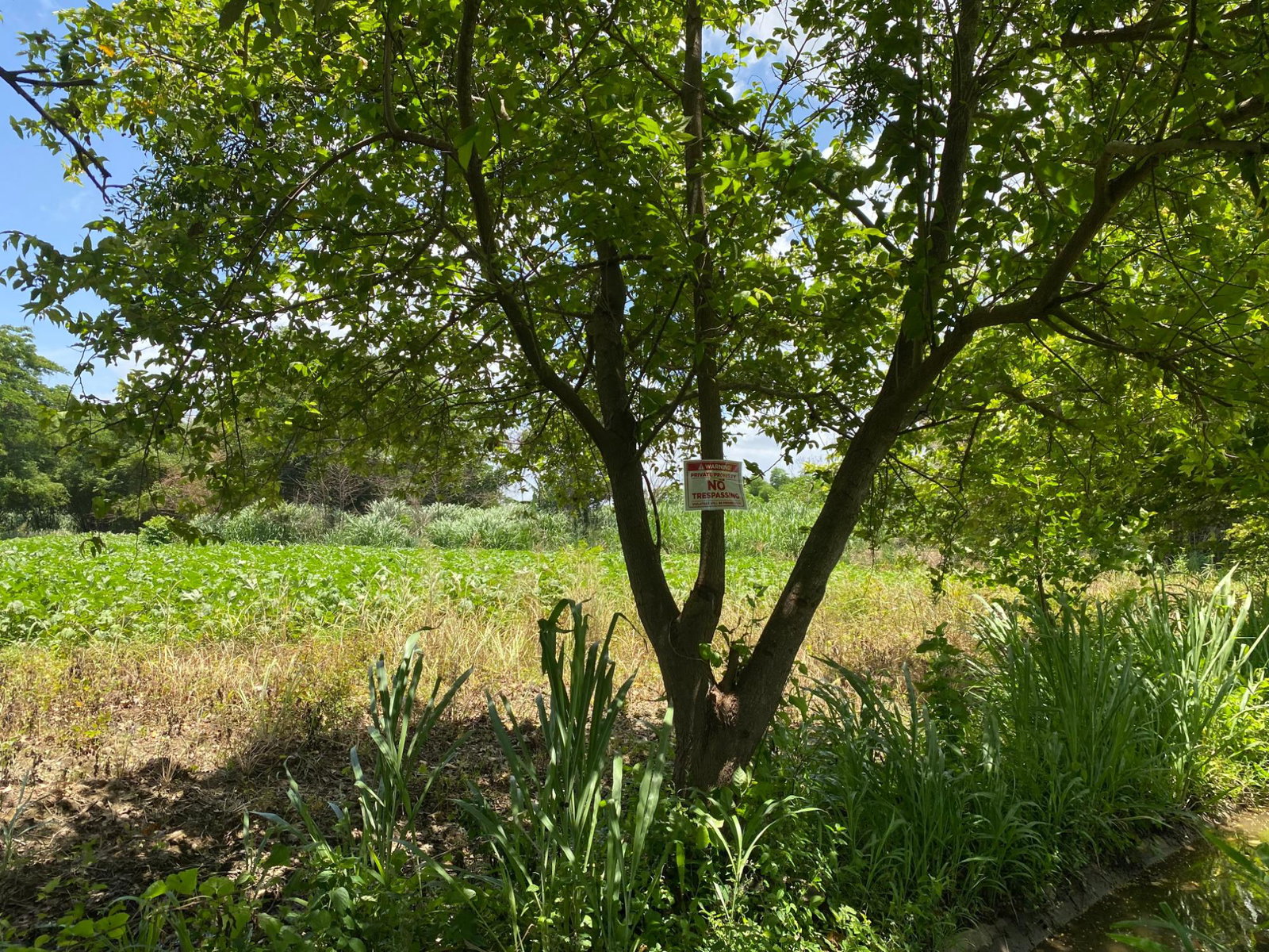 Fourth image of Part of Bushy Park, St. c in Bushy Park, St. Catherine, Jamaica - property is For Sale