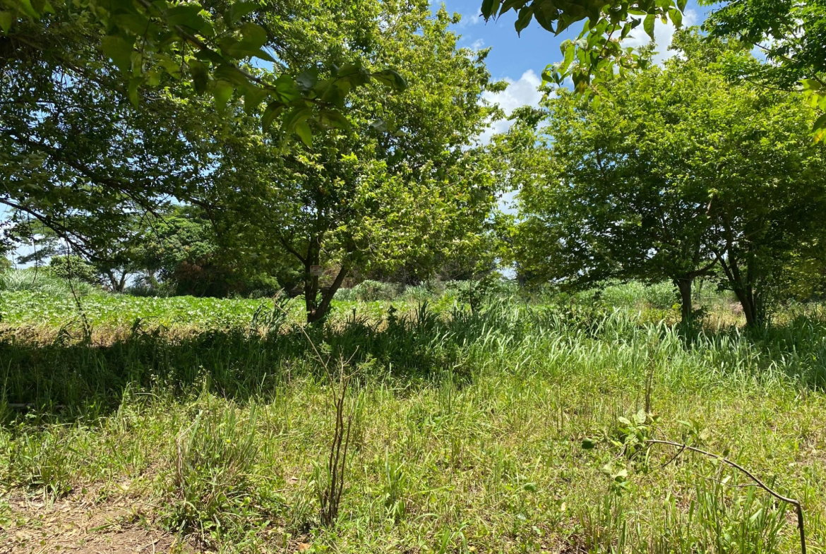Fifth image of Part of Bushy Park, St. c in Bushy Park, St. Catherine, Jamaica - property is For Sale